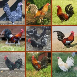 Standard Old English Chick Special