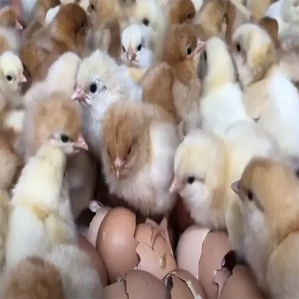 Cinnamon Queen Chicks 2 Cinnamon Queen Chicks - Image 2