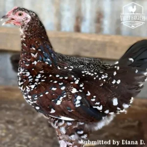 Speckled Sussex Chicks