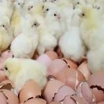 Delaware Chicks 2 Delaware Chicks - Image 2