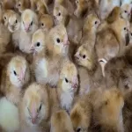 Buckeye Chicks 2 Buckeye Chicks - Image 2