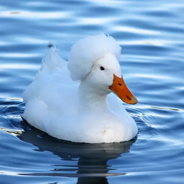 White Crested Ducklings 1 White Crested Ducklings
