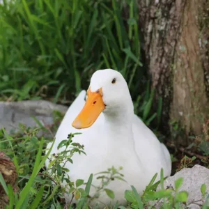 White Layer Ducklings