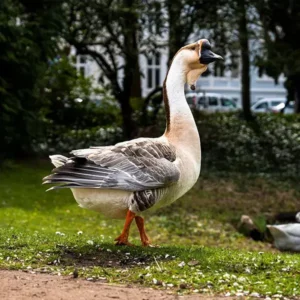 Super African Goslings