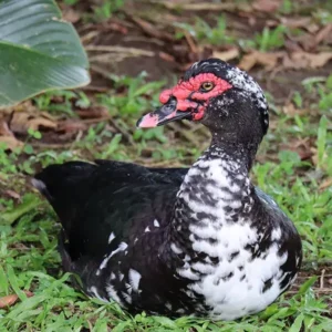 Black Muscovy Ducklings