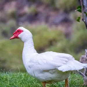 White Muscovy Ducklings