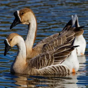 Brown Chinese Goslings