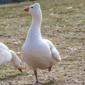 Roman Tufted Goslings