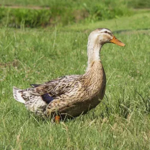 Silver Appleyard Ducklings