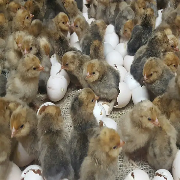 Mille Fleur D’uccle Bantam Chicks 2 Mille Fleur D’uccle Bantam Chicks - Image 2