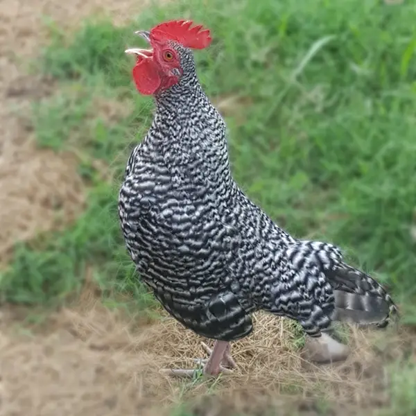 Barred Old English Bantam Chicks 1 Barred Old English Bantam Chicks