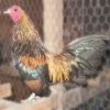 Brassy Back Old English Bantam Chicks 2 329