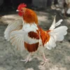 Red Pyle Old English Bantam Chicks 3 336