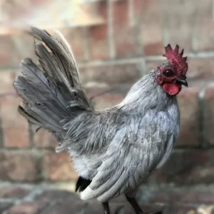 Self Blue Old English Bantam Chicks
