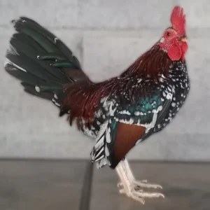 Spangled Old English Bantam Chicks