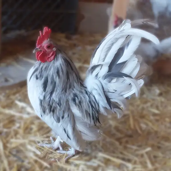 Splash Old English Bantam Chicks 1 Splash Old English Bantam Chicks