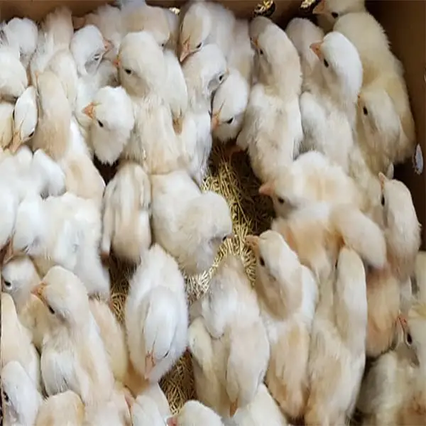 Wheaten Old English Bantam Chicks 2 Wheaten Old English Bantam Chicks - Image 2