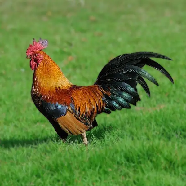 Wheaten Old English Bantam Chicks 1 Wheaten Old English Bantam Chicks