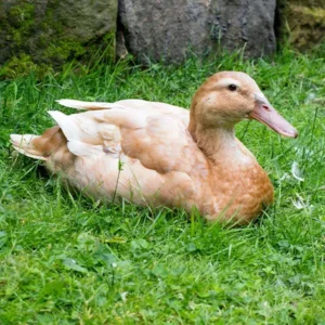 Buff Ducklings
