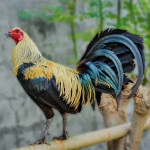 Birchen Standard Old English Chicks