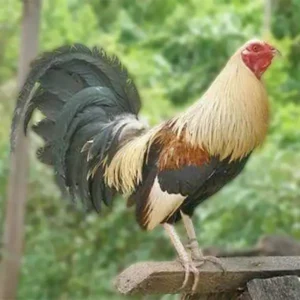 Gold Duckwing Standard Old English Chicks