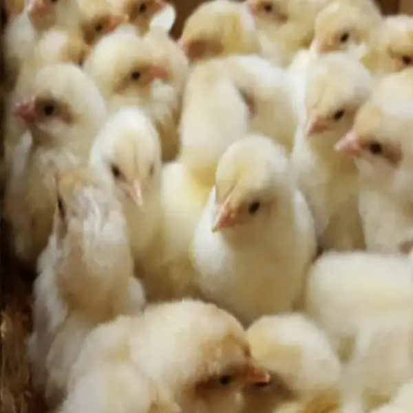 Red Pyle Standard Old English Chicks 2 Red Pyle Standard Old English Chicks - Image 2