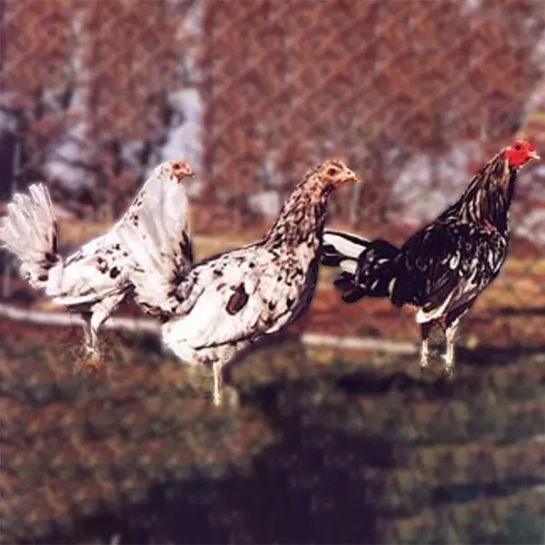 Splash Standard Old English Chicks 1 Splash Standard Old English Chicks