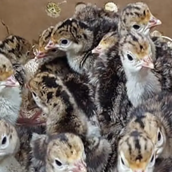 Narragansett Turkey Poults 2 Narragansett Turkey Poults - Image 2