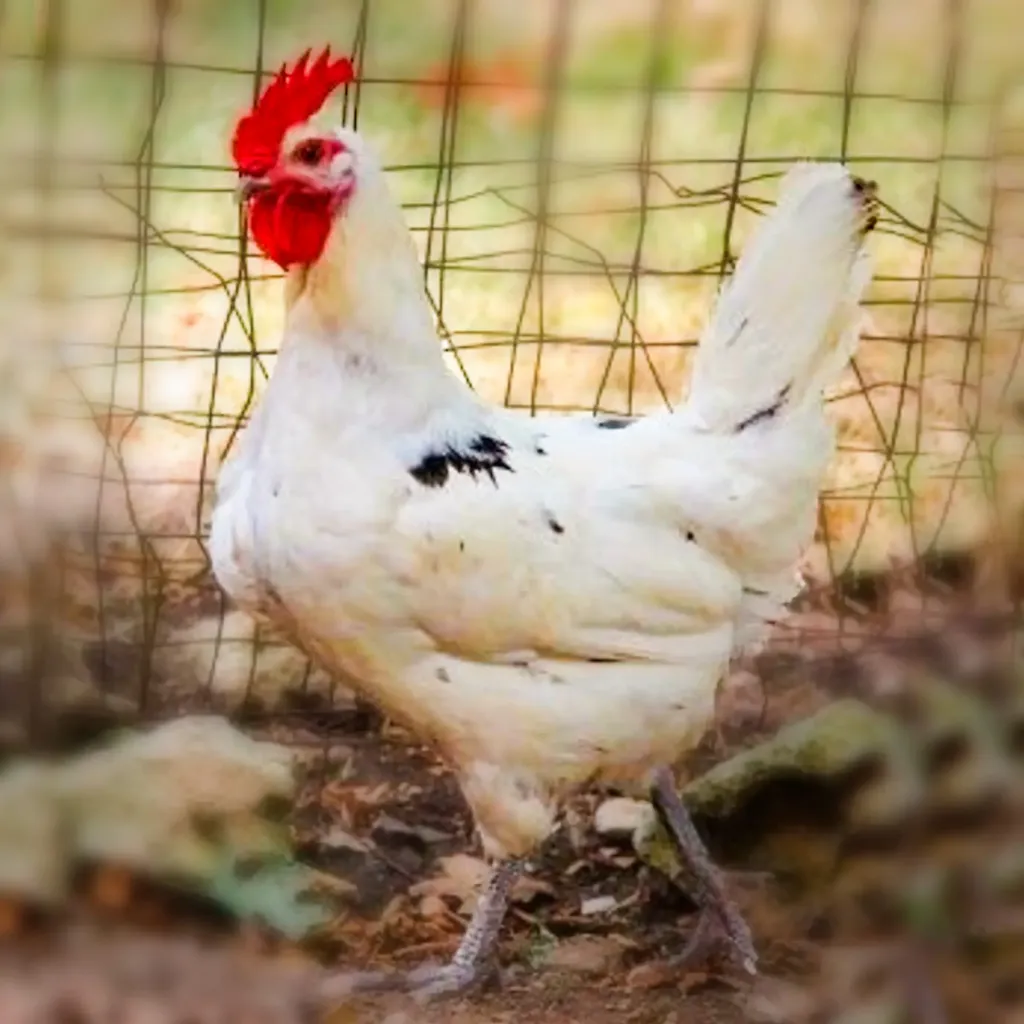 Austra White Chicks 1 Austra White Chicks