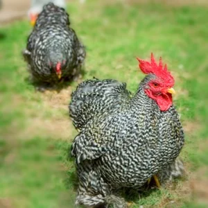 Barred Cochin Bantam Chicks