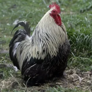 Birchen Cochin Bantam Chicks