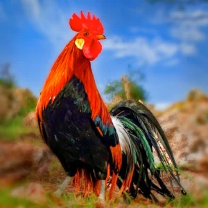 Black Breasted Red Phoenix Bantam Chicks