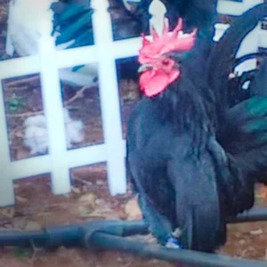 Black Japanese Bantam Chicks