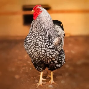 Black Laced Silver Wyandotte Chicks