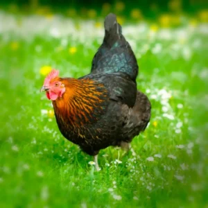 Black Sex Link Chicks