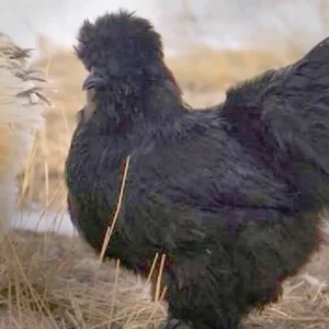 Black Silkie Bantam Chicks