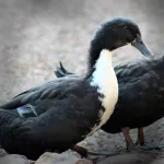 Black Swedish Ducklings