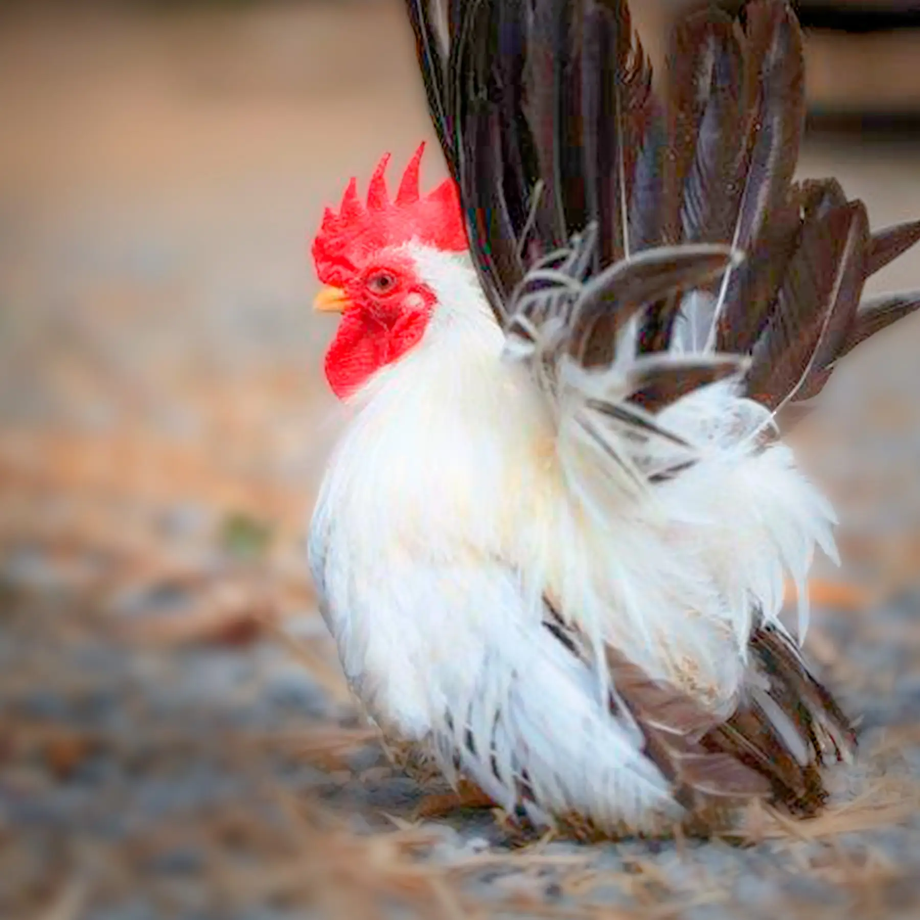 Black Tailed White Japanese Bantam Chicks 1 Black Tailed White Japanese Bantam Chicks