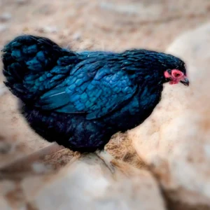 Black Wyandotte Bantam Chicks