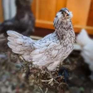 Blue Ameraucana Chicks