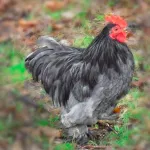 Blue Cochin Bantam Chicks