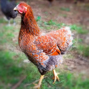 Blue Laced Red Wyandotte Chicks