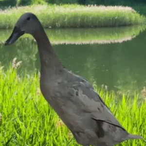 Blue Runner Ducklings