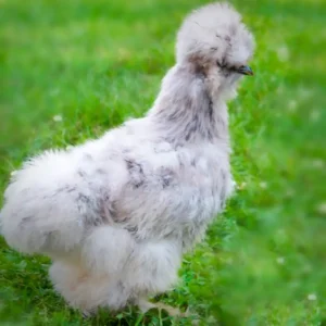 Blue Silkie Bantam Chicks