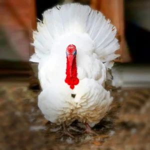 Broad Breasted White Turkey Poults