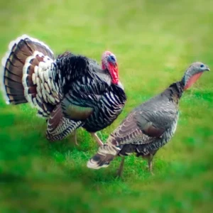 Bronze Heritage Standard Turkey Poults