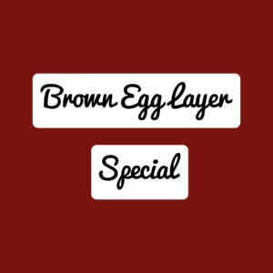 Brown Egg Layer Special