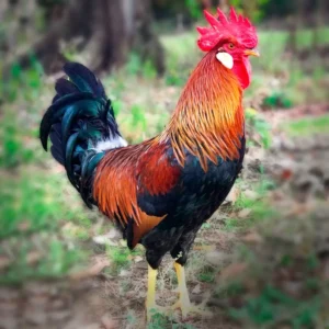 Brown Leghorn Chicks