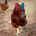 Buckeye Chicks 1 Buckeye Chicks