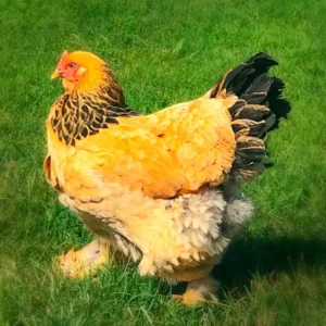 Buff Brahma Chicks